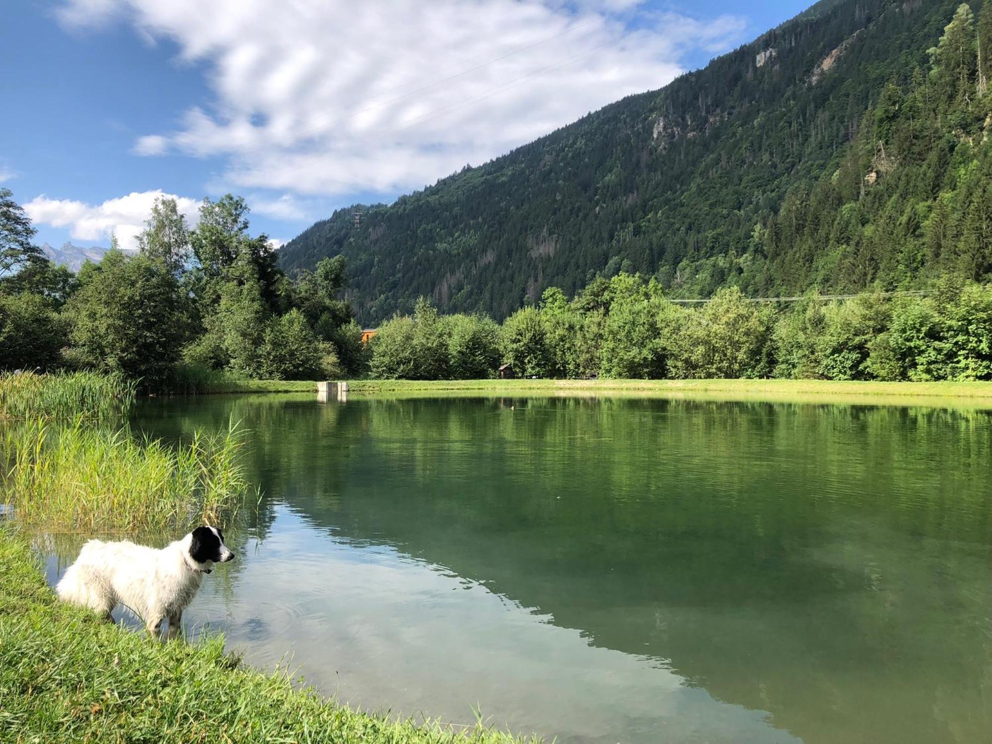 Appartement En Pleine Nature Avec 2 Pour 6 Ou 8 Qui Peuvent Réunis En 1 Pour 14 Personnes *